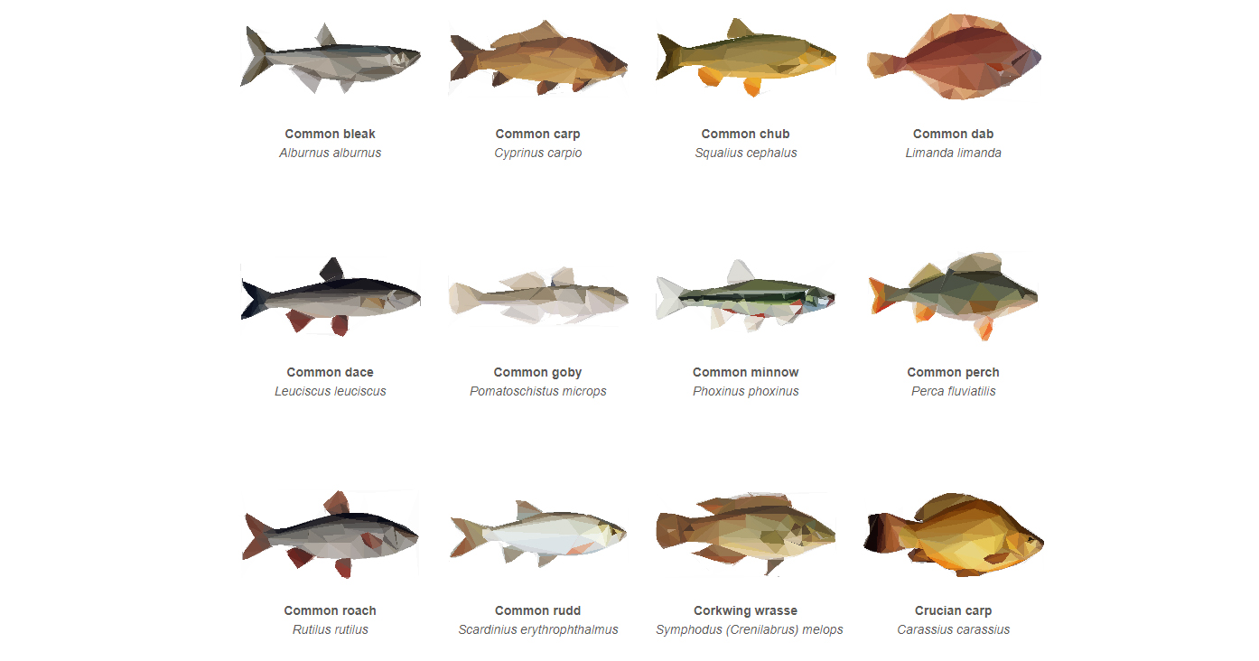 Guide To British Freshwater Fishes ubicaciondepersonas cdmx gob mx